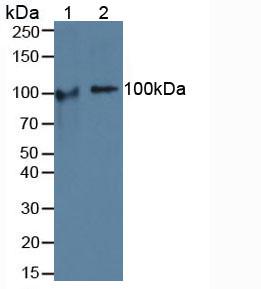 Polyclonal Antibody to Cartilage Oligomeric Matrix Protein (COMP)