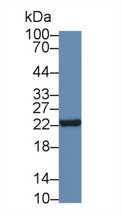 Polyclonal Antibody to Neurotensin (NT)