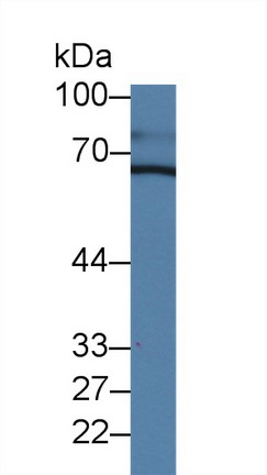 Polyclonal Antibody to Chromogranin A (CHGA)