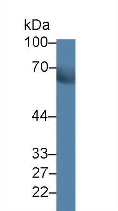 Polyclonal Antibody to Chromogranin A (CHGA)