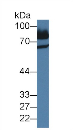 Polyclonal Antibody to Chromogranin A (CHGA)