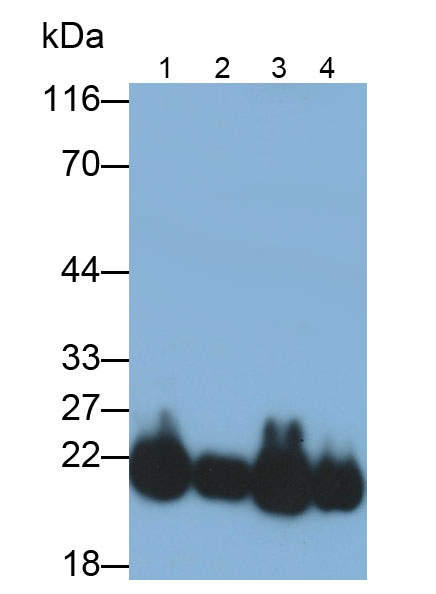 Polyclonal Antibody to Synuclein Alpha (SNCa)