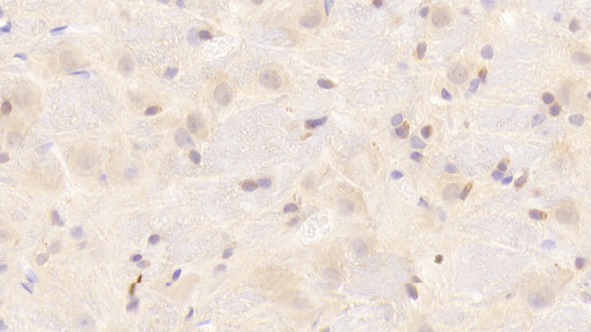 Polyclonal Antibody to Synuclein Alpha (SNCa)