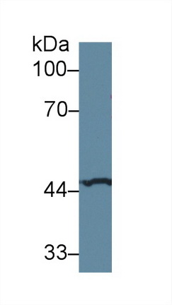 Polyclonal Antibody to Corticosteroid Binding Globulin (CBG)