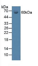 Polyclonal Antibody to Corticosteroid Binding Globulin (CBG)