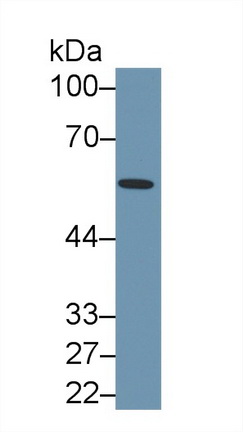 Polyclonal Antibody to Bactericidal/Permeability Increasing Protein (BPI)