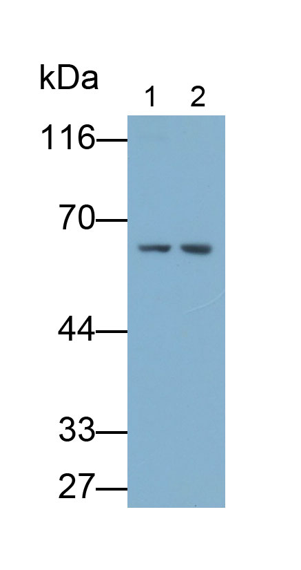 Polyclonal Antibody to Bactericidal/Permeability Increasing Protein (BPI)