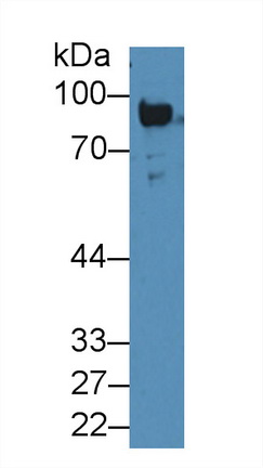 Polyclonal Antibody to Plasminogen (Plg)