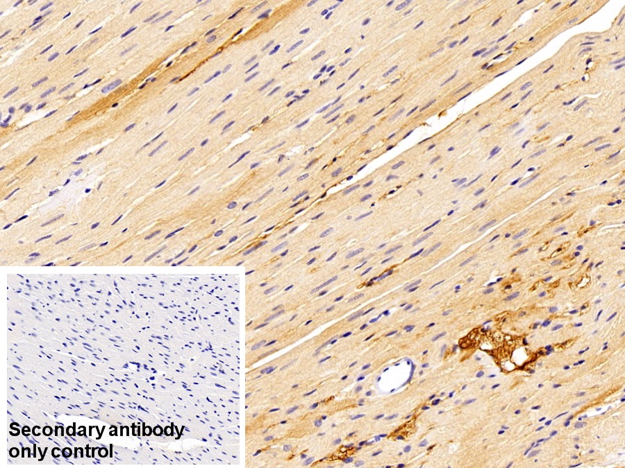 Polyclonal Antibody to Fibrinopeptide A (FPA)