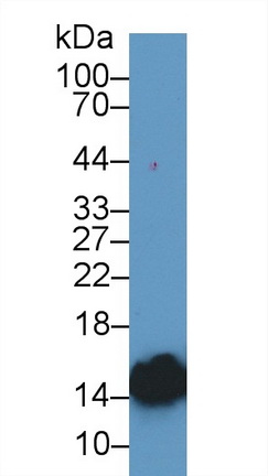 Polyclonal Antibody to Heart-type Fatty Acid Binding Protein (H-FABP)