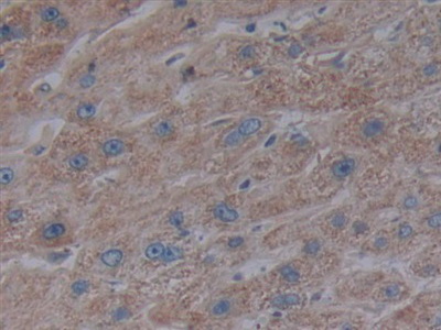 Polyclonal Antibody to Tumor Necrosis Factor Receptor Superfamily, Member 5 (CD40)