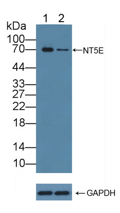 Polyclonal Antibody to Cluster Of Differentiation 73 (CD73)