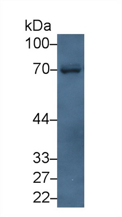 Polyclonal Antibody to Cluster Of Differentiation 73 (CD73)