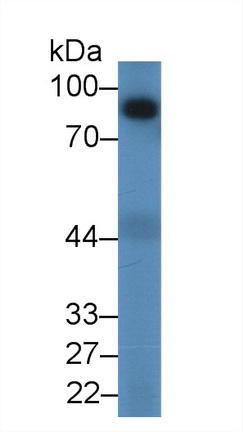 Polyclonal Antibody to Angiostatin (ANG)