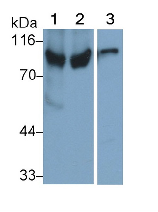 Polyclonal Antibody to Angiostatin (ANG)