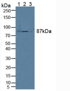 Polyclonal Antibody to Elongin A (ELOA)