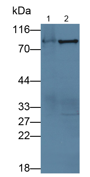 Polyclonal Antibody to Elongin A (ELOA)