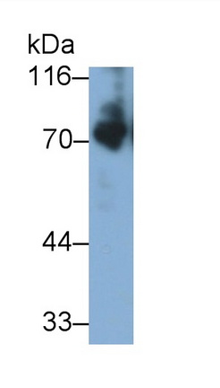 Polyclonal Antibody to Kininogen 1 (KNG1)