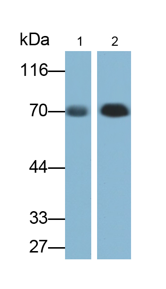 Polyclonal Antibody to Kininogen 1 (KNG1)