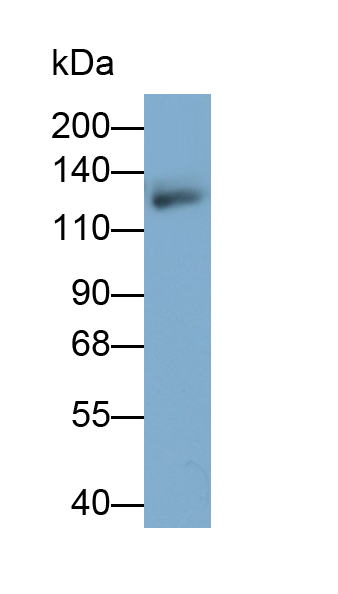 Polyclonal Antibody to Integrin Alpha V (ITGaV)