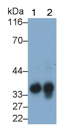 Polyclonal Antibody to Epithelial Cell Adhesion Molecule (EPCAM)