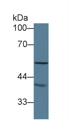 Polyclonal Antibody to Milk Fat Globule EGF Factor 8 (MFGE8)