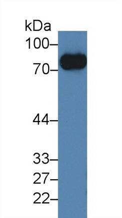 Polyclonal Antibody to Cluster of Differentiation 42d (CD42d)