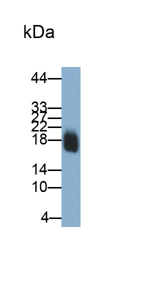 Polyclonal Antibody to Pleiotrophin (PTN)