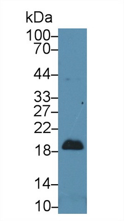 Polyclonal Antibody to Pleiotrophin (PTN)