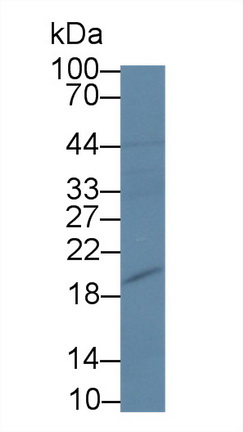 Polyclonal Antibody to Pleiotrophin (PTN)