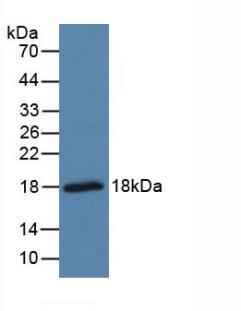 Polyclonal Antibody to Pleiotrophin (PTN)