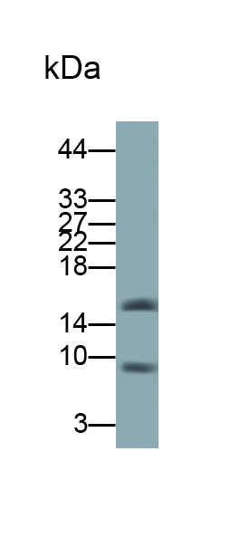 Polyclonal Antibody to Secretory Leukocyte Peptidase Inhibitor (SLPI)