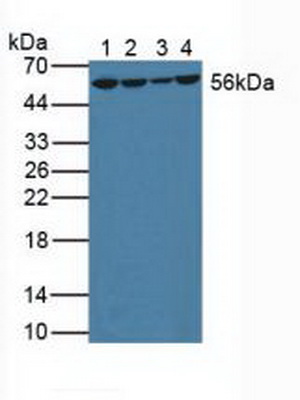 Polyclonal Antibody to Glutathione Reductase (GR)