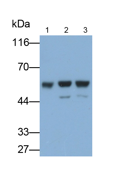 Polyclonal Antibody to Glutathione Reductase (GR)
