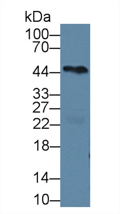 Polyclonal Antibody to Procollagen C-Endopeptidase Enhancer (PCOLCE)