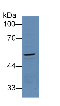 Polyclonal Antibody to Procollagen C-Endopeptidase Enhancer (PCOLCE)