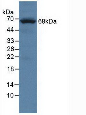 Polyclonal Antibody to Protein Tyrosine Phosphatase Receptor Type O (PTPRO)