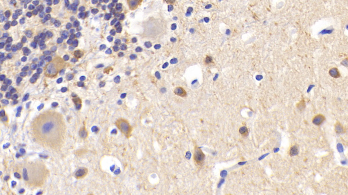 Polyclonal Antibody to Microtubule Associated Protein 2 (MAP2)