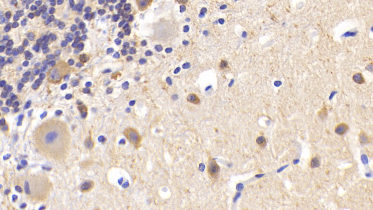 Polyclonal Antibody to Microtubule Associated Protein 2 (MAP2)