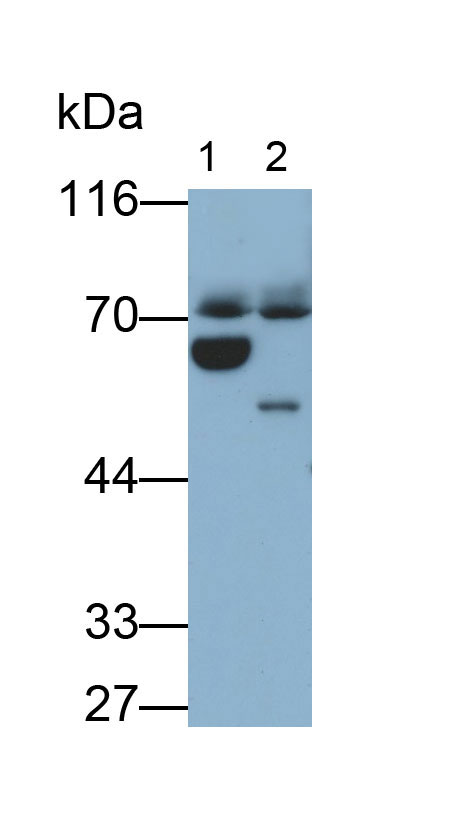 Polyclonal Antibody to Involucrin (INV)