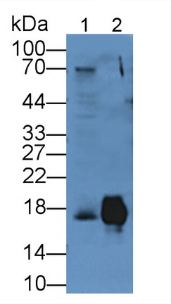 Polyclonal Antibody to Cluster of Differentiation 59 (CD59)