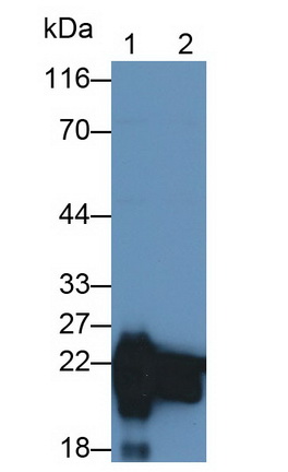 Polyclonal Antibody to Cluster of Differentiation 59 (CD59)