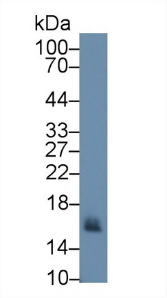 Polyclonal Antibody to Cluster of Differentiation 59 (CD59)