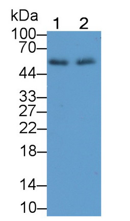 Polyclonal Antibody to Elastin (ELN)