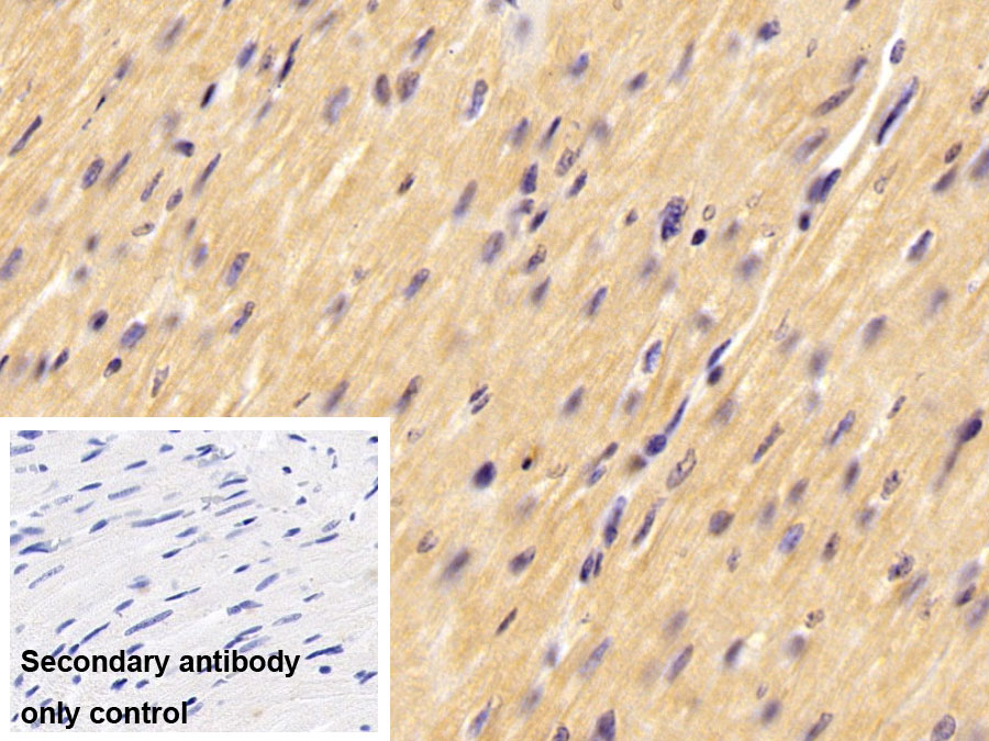 Polyclonal Antibody to Beta Actin (ACTB)