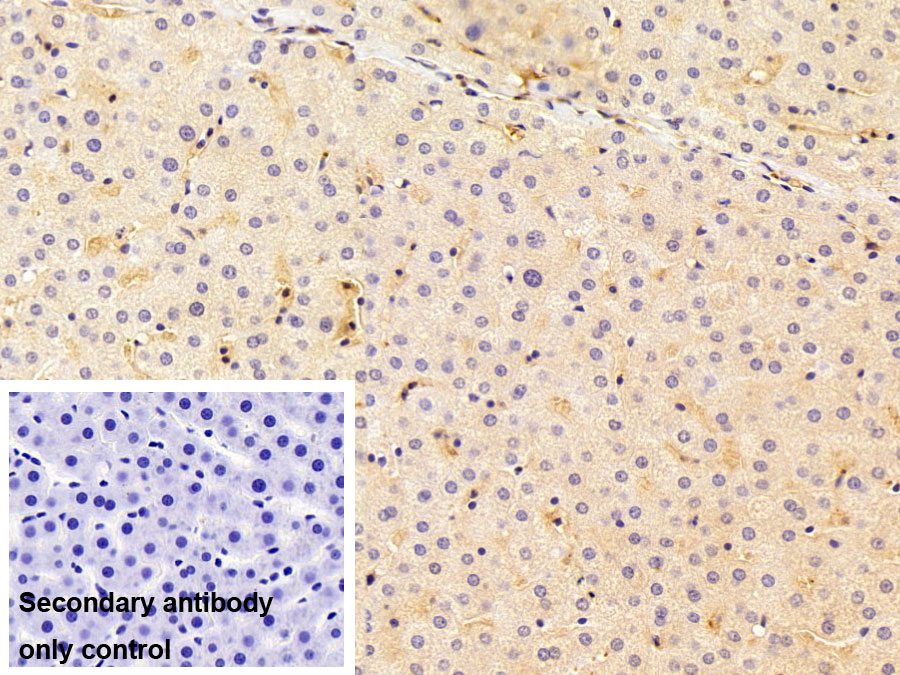 Polyclonal Antibody to Beta Actin (ACTB)