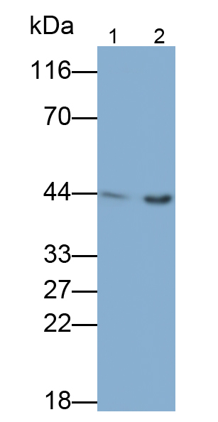 Polyclonal Antibody to Actin Alpha 2, Smooth Muscle (ACTa2)