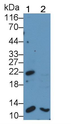 Polyclonal Antibody to Bcl2 Associated X Protein (Bax)