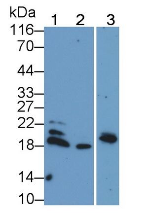 Polyclonal Antibody to Bcl2 Associated X Protein (Bax)