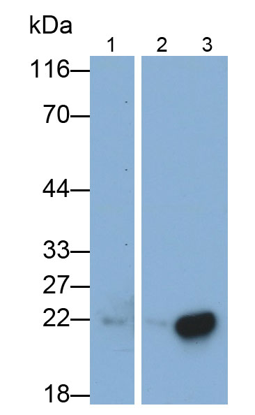 Polyclonal Antibody to Bcl2 Associated X Protein (Bax)